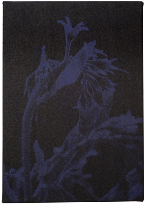 52_52x36