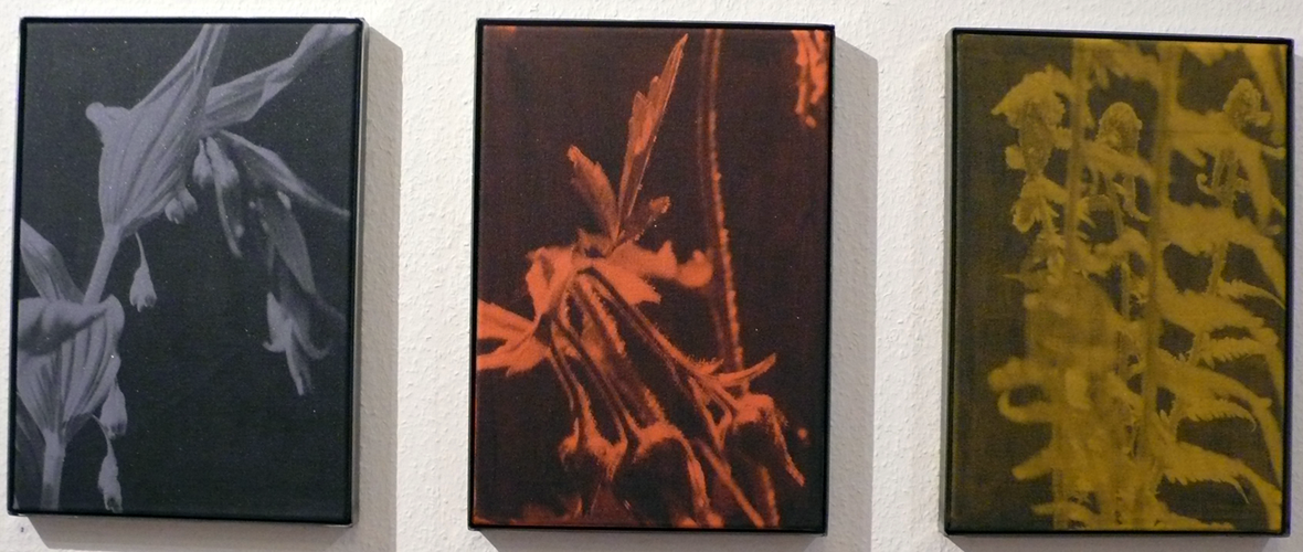 53_plantes_sauvages